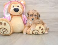 8 week old Mini Aussiedoodle Puppy For Sale - Florida Fur Babies