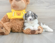 11 week old Mini Aussiedoodle Puppy For Sale - Florida Fur Babies