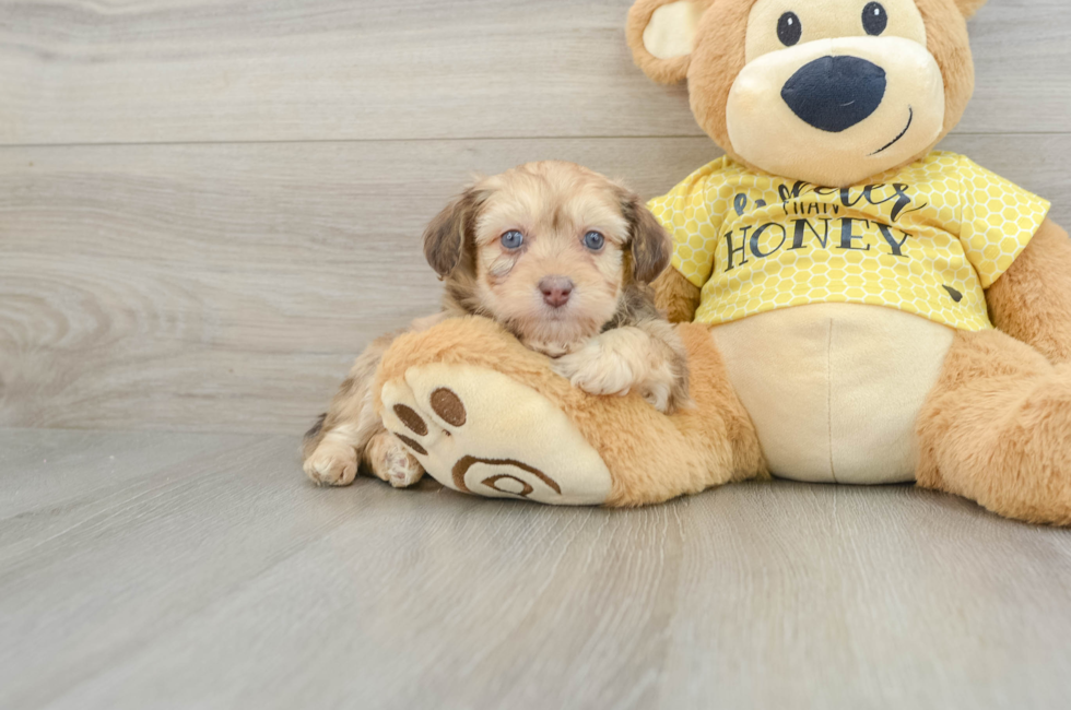 7 week old Mini Aussiedoodle Puppy For Sale - Florida Fur Babies