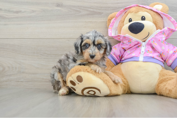 Small Mini Aussiedoodle Baby