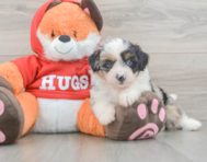 7 week old Mini Aussiedoodle Puppy For Sale - Florida Fur Babies