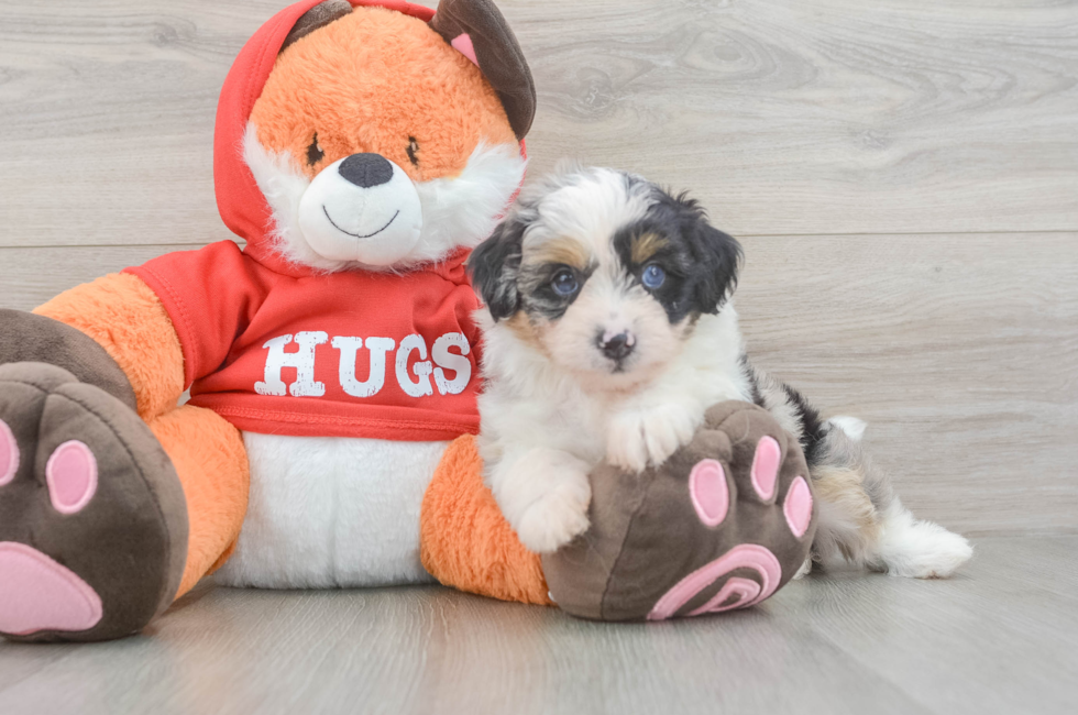5 week old Mini Aussiedoodle Puppy For Sale - Florida Fur Babies