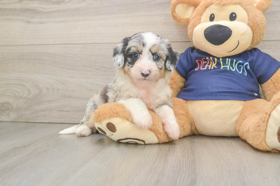 5 week old Mini Aussiedoodle Puppy For Sale - Florida Fur Babies