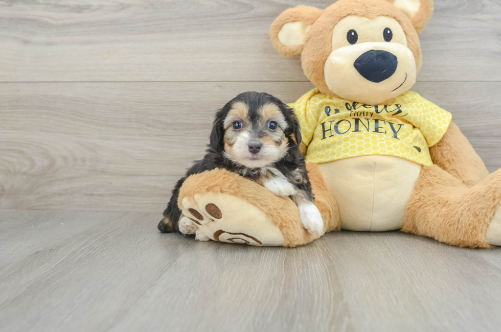 7 week old Mini Aussiedoodle Puppy For Sale - Florida Fur Babies