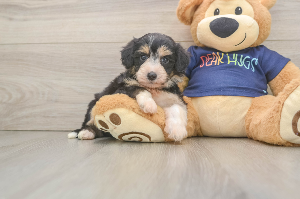 5 week old Mini Aussiedoodle Puppy For Sale - Florida Fur Babies