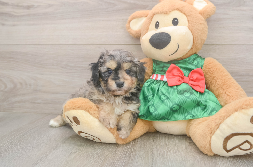 5 week old Mini Aussiedoodle Puppy For Sale - Florida Fur Babies