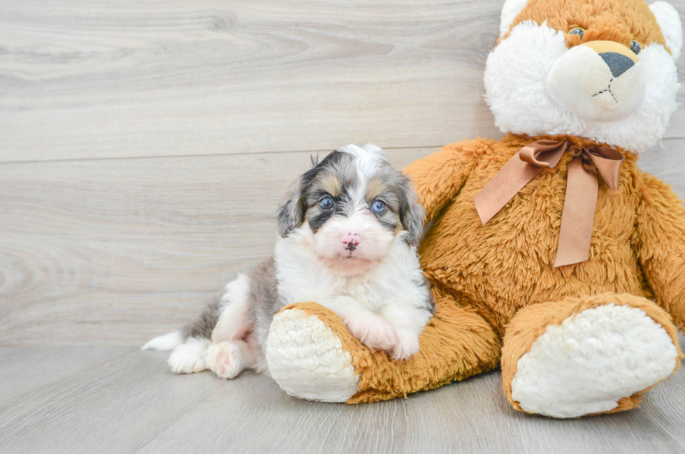8 week old Mini Aussiedoodle Puppy For Sale - Florida Fur Babies