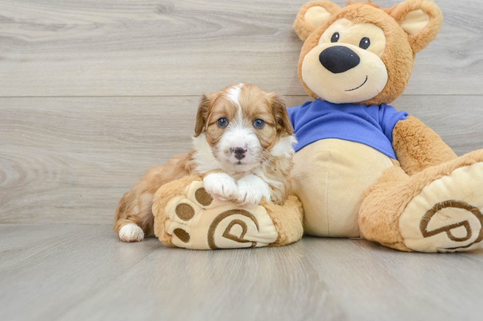 Hypoallergenic Aussiepoo Poodle Mix Puppy