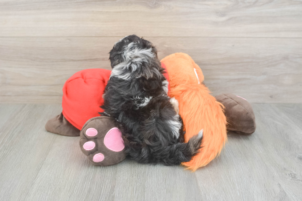 Petite Mini Aussiedoodle Poodle Mix Pup