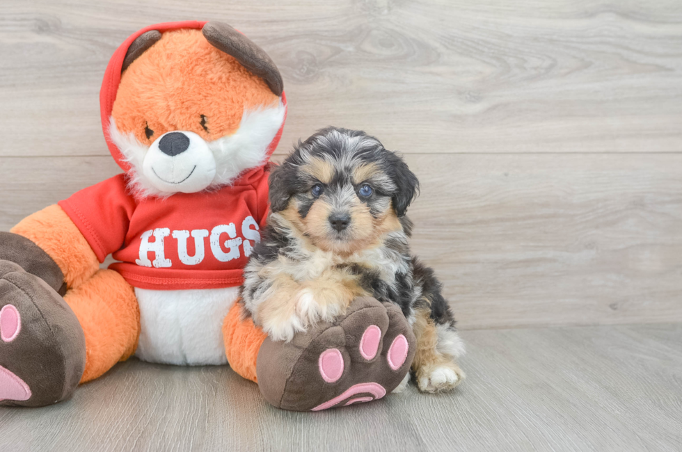 5 week old Mini Aussiedoodle Puppy For Sale - Florida Fur Babies
