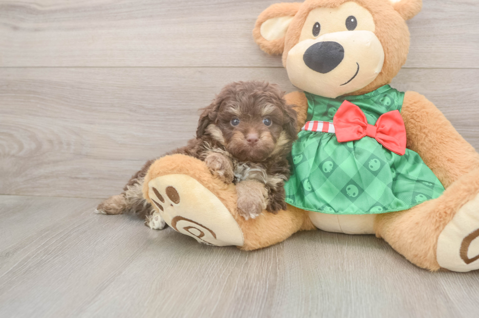 5 week old Mini Aussiedoodle Puppy For Sale - Florida Fur Babies