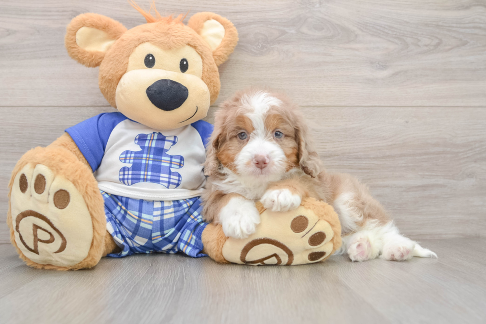 Mini Aussiedoodle Puppy for Adoption