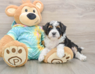 7 week old Mini Aussiedoodle Puppy For Sale - Florida Fur Babies
