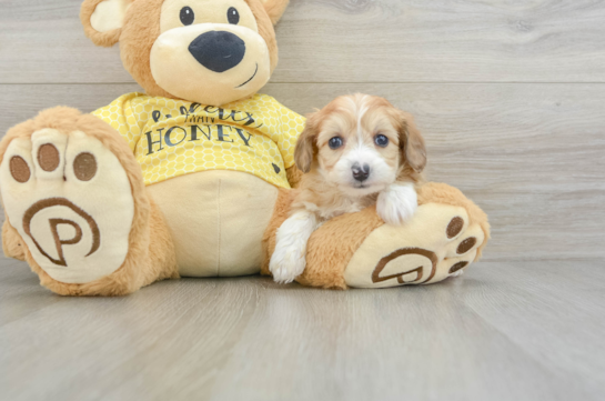 Mini Aussiedoodle Pup Being Cute