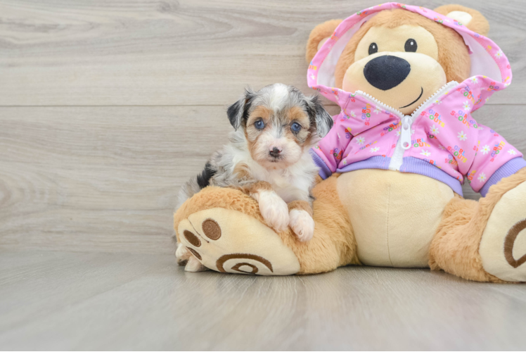 Small Mini Aussiedoodle Baby