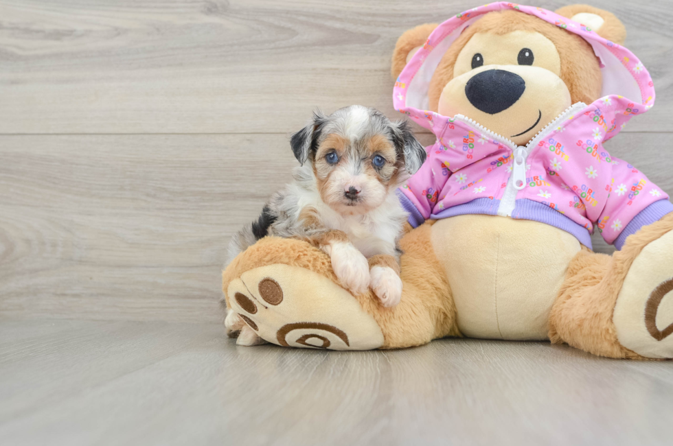 5 week old Mini Aussiedoodle Puppy For Sale - Florida Fur Babies