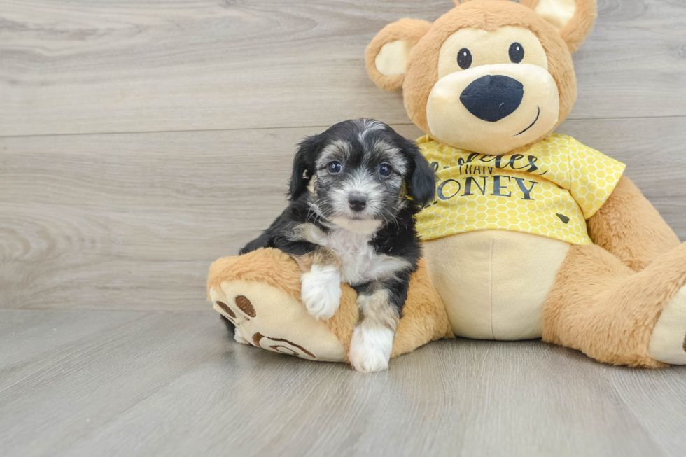 Mini Aussiedoodle Pup Being Cute