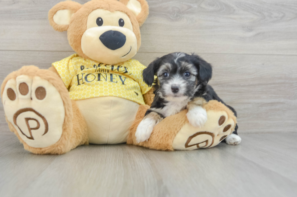 7 week old Mini Aussiedoodle Puppy For Sale - Florida Fur Babies