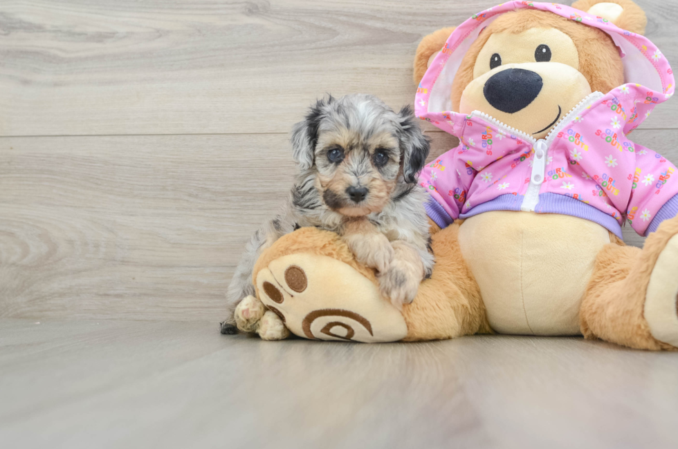 5 week old Mini Aussiedoodle Puppy For Sale - Florida Fur Babies