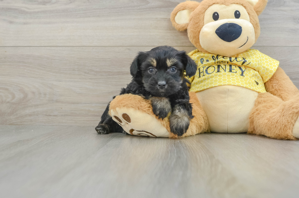 7 week old Mini Aussiedoodle Puppy For Sale - Florida Fur Babies