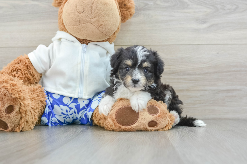 6 week old Mini Aussiedoodle Puppy For Sale - Florida Fur Babies