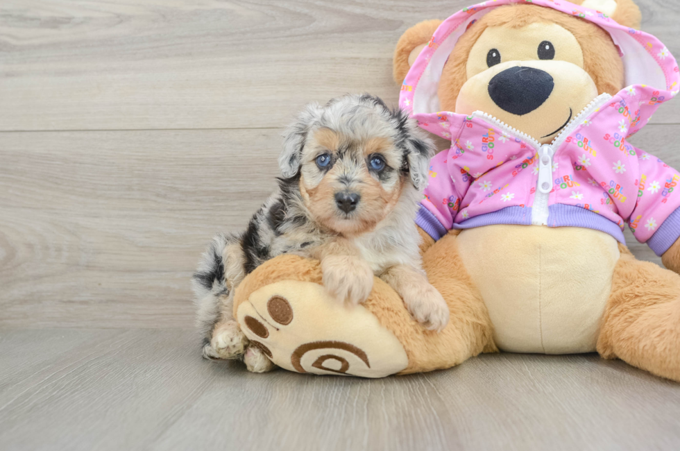 5 week old Mini Aussiedoodle Puppy For Sale - Florida Fur Babies
