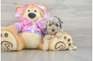 Mini Aussiedoodle Pup Being Cute