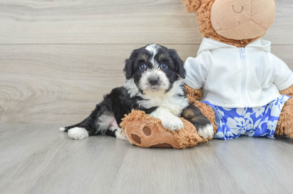 8 week old Mini Aussiedoodle Puppy For Sale - Florida Fur Babies