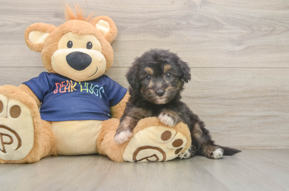 5 week old Mini Aussiedoodle Puppy For Sale - Florida Fur Babies