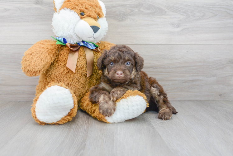 Meet Roush - our Mini Aussiedoodle Puppy Photo 1/3 - Florida Fur Babies