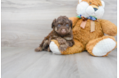 Meet Roush - our Mini Aussiedoodle Puppy Photo 2/3 - Florida Fur Babies