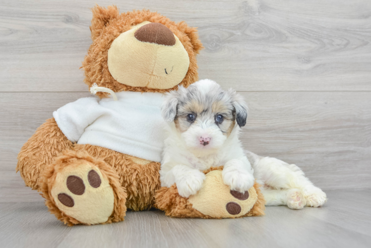 Mini Aussie Puppies for Sale - Florida Fur Babies