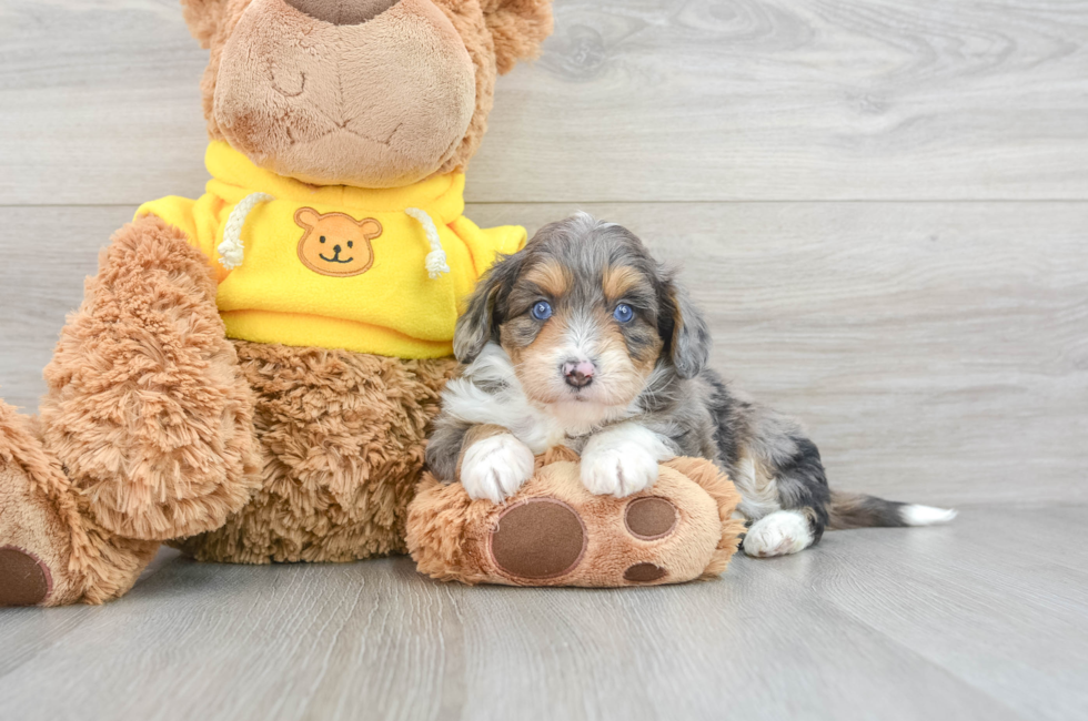 5 week old Mini Aussiedoodle Puppy For Sale - Florida Fur Babies