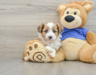 7 week old Mini Aussiedoodle Puppy For Sale - Florida Fur Babies