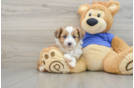 Friendly Mini Aussiedoodle Baby