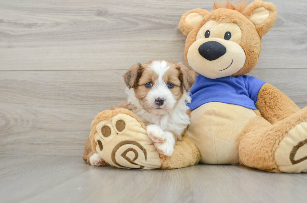 7 week old Mini Aussiedoodle Puppy For Sale - Florida Fur Babies