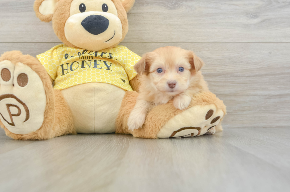 7 week old Mini Aussiedoodle Puppy For Sale - Florida Fur Babies