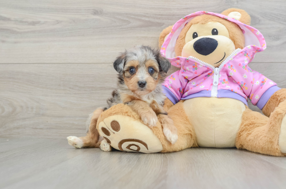 5 week old Mini Aussiedoodle Puppy For Sale - Florida Fur Babies
