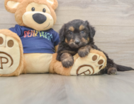 8 week old Mini Aussiedoodle Puppy For Sale - Florida Fur Babies