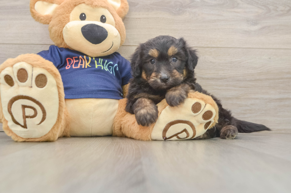 5 week old Mini Aussiedoodle Puppy For Sale - Florida Fur Babies