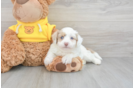Happy Mini Aussiedoodle Baby