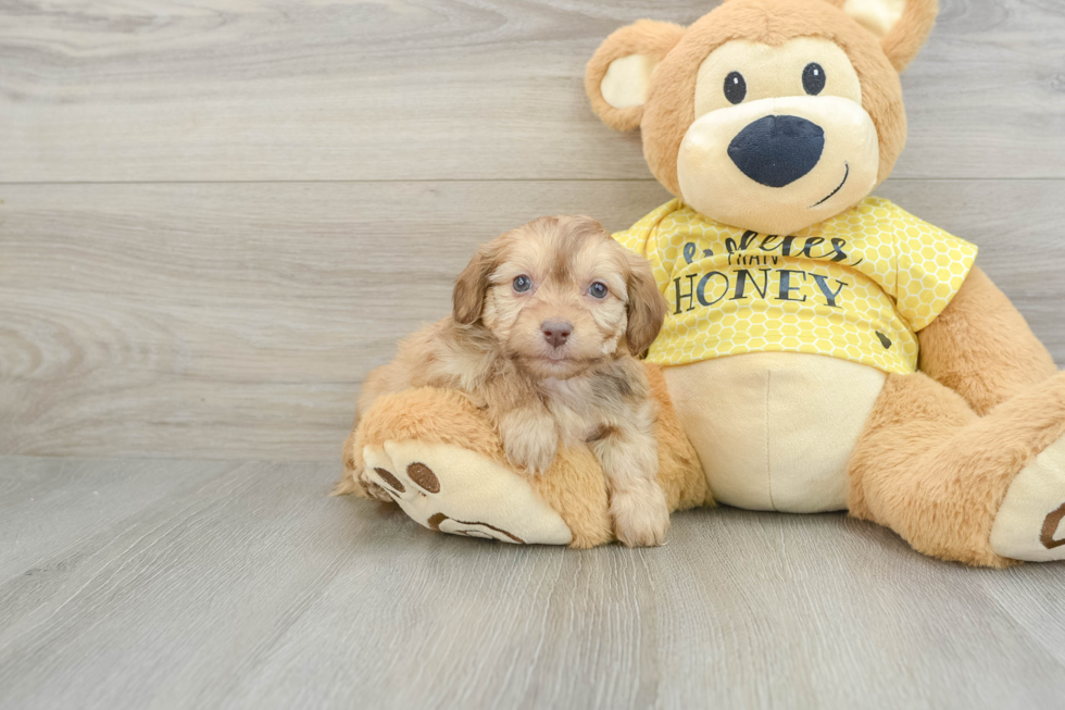 Mini Aussiedoodle Pup Being Cute