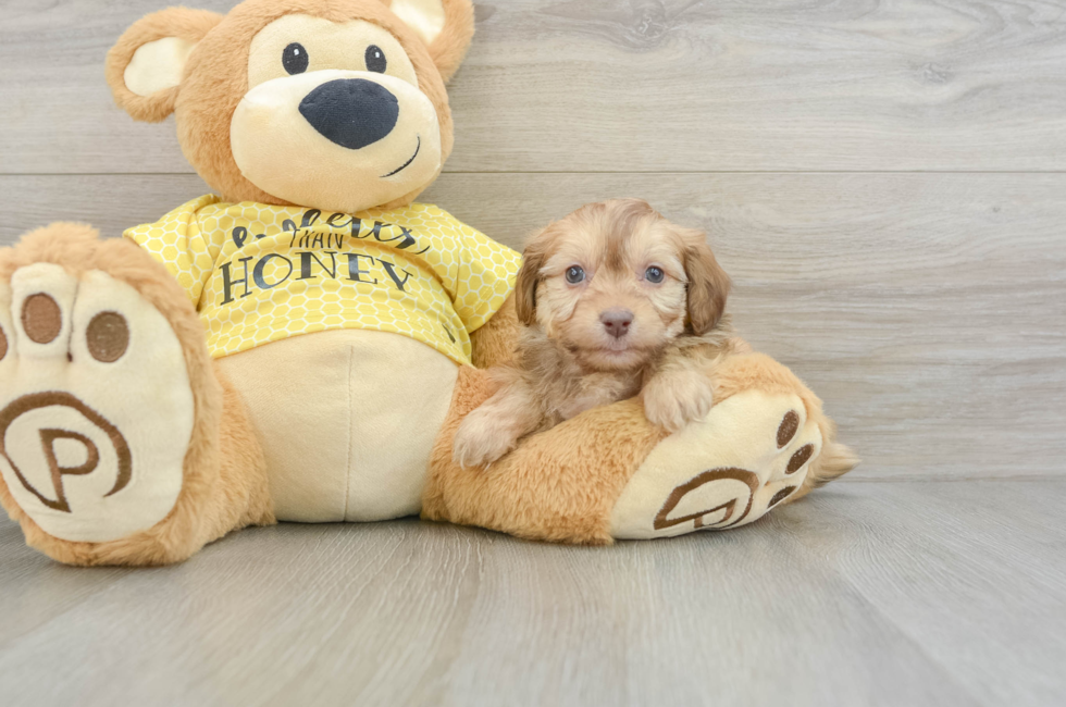 7 week old Mini Aussiedoodle Puppy For Sale - Florida Fur Babies