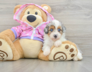 8 week old Mini Aussiedoodle Puppy For Sale - Florida Fur Babies