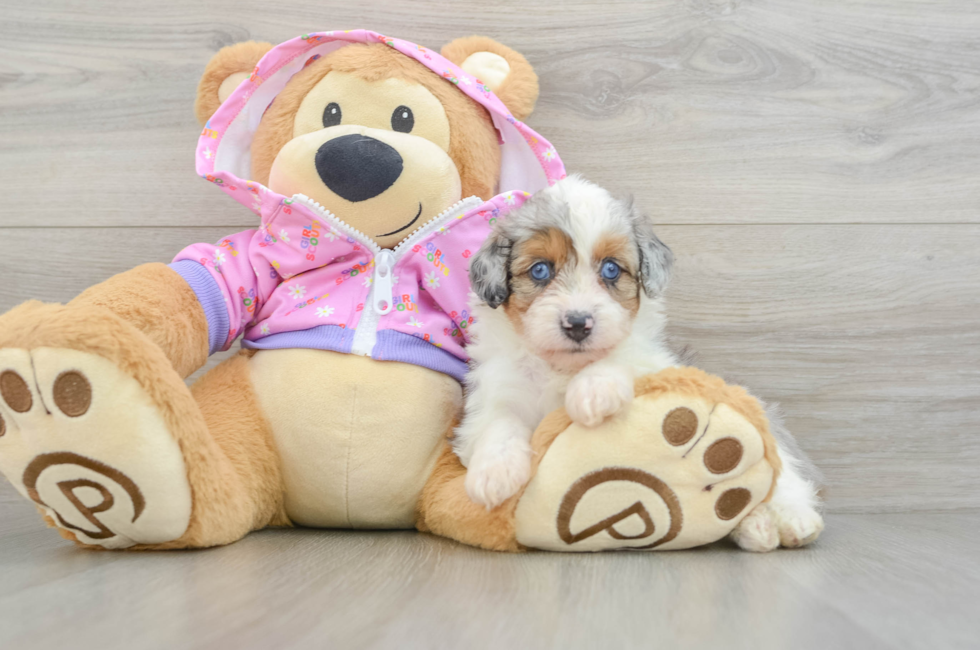 5 week old Mini Aussiedoodle Puppy For Sale - Florida Fur Babies