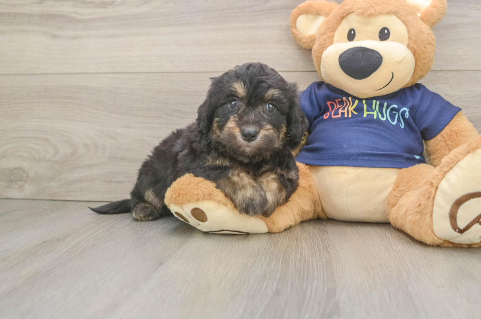 5 week old Mini Aussiedoodle Puppy For Sale - Florida Fur Babies