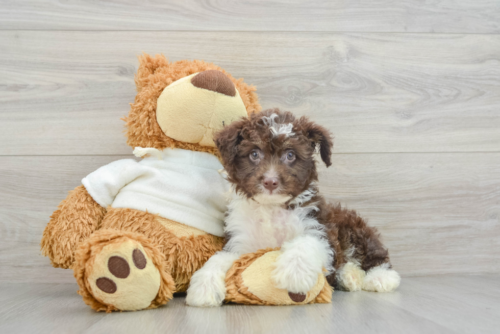 Cute Mini Aussiedoodle Baby