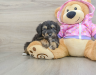 8 week old Mini Aussiedoodle Puppy For Sale - Florida Fur Babies