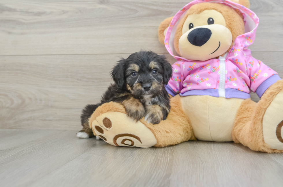 5 week old Mini Aussiedoodle Puppy For Sale - Florida Fur Babies