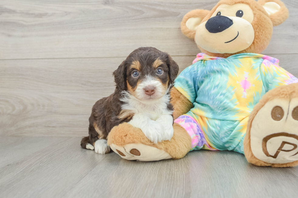 5 week old Mini Aussiedoodle Puppy For Sale - Florida Fur Babies